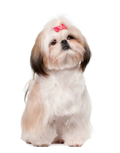 Shih Tzu sitting against white background Shih Tzu sitting against white background shih tzu stock pictures, royalty-free photos & images