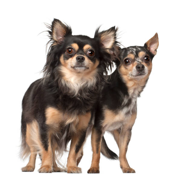 istock Chihuahuas, 4 and 2 years old, standing against white background 823837802