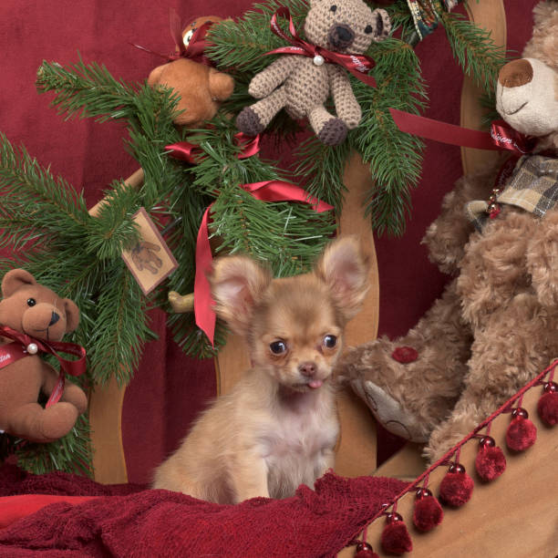 istock Chihuahua in Christmas decoration 823837936