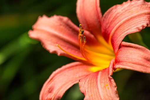 Close up on an orange day lily on a green blurred background