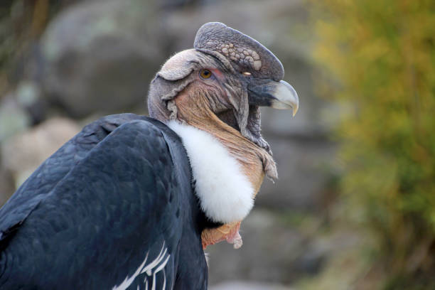 Juvenile California Condor in the wild.