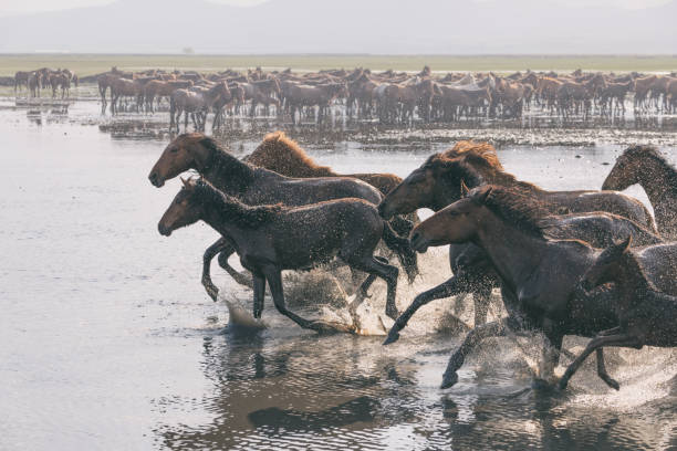 istock Herd of Wild Horses Running in Water 823838164