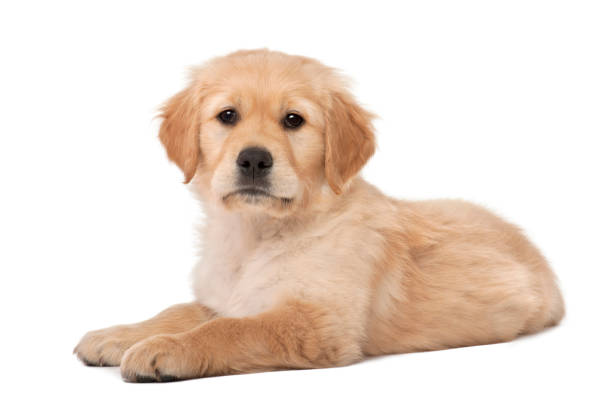 istock Golden Retriever puppy, 2 months old, lying against white background 823838178