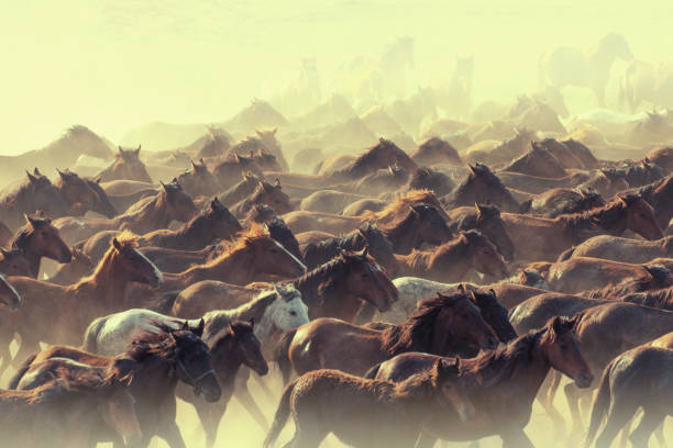 istock Herd of Wild Horses Running in Dust 823838196