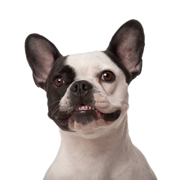 istock French Bulldog, 3 years old, against white background 823838370