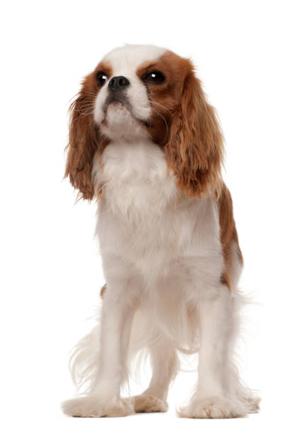 istock Cavalier King Charles Spaniel, 10 months old, standing against white background 823838520