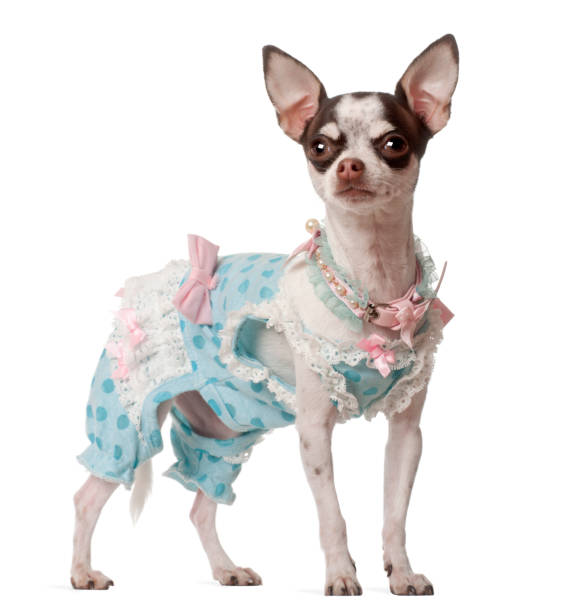 istock Chihuahua, 10 months old, standing against white background 823838524