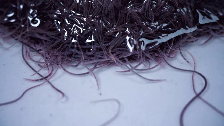 Maggots In Body 90+ Medical Maggots Stock Videos and Royalty-Free Footage - iStock