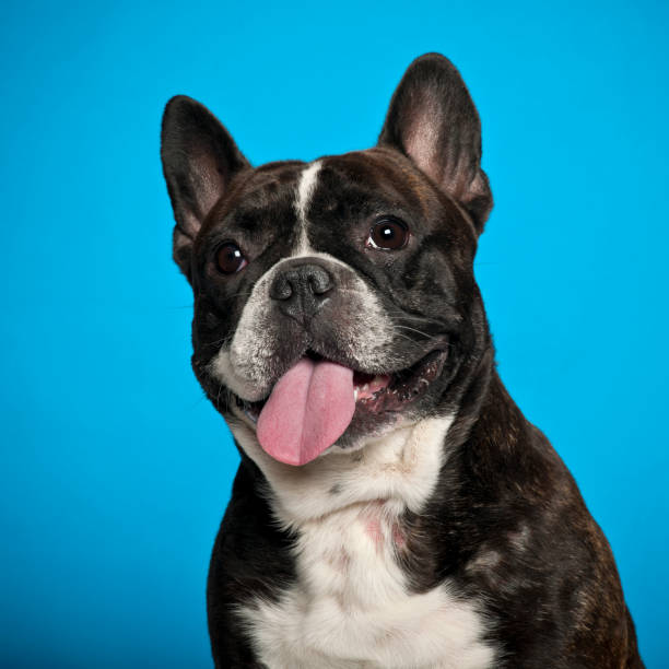 istock French Bulldog, 18 months old, against blue background 823838888