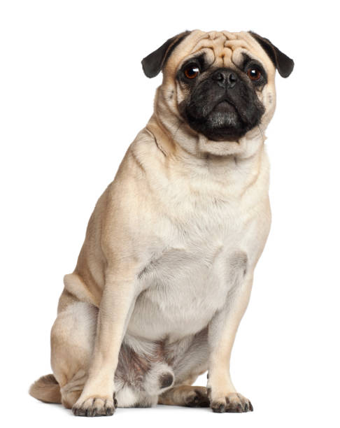 istock Pug, 3 years old, sitting against white background 823838946