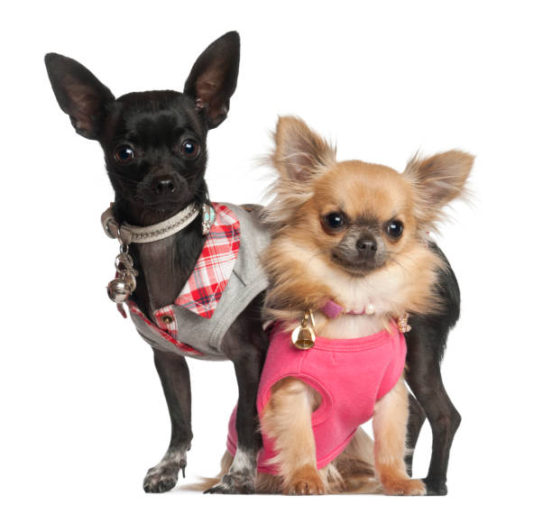 istock Chihuahuas sitting against white background 823839216