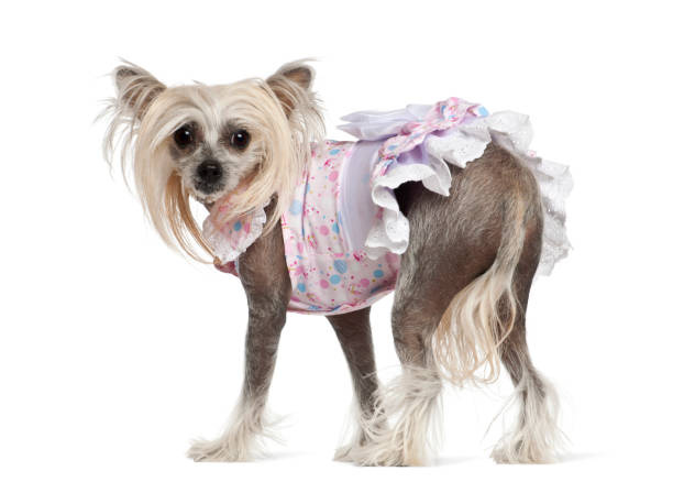 istock Chinese Crested Dog, 2 years old, standing against white background 823839430