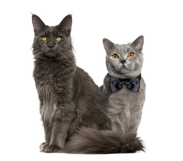 istock A cat and another with bow tie sitting, isolated on white 823840004