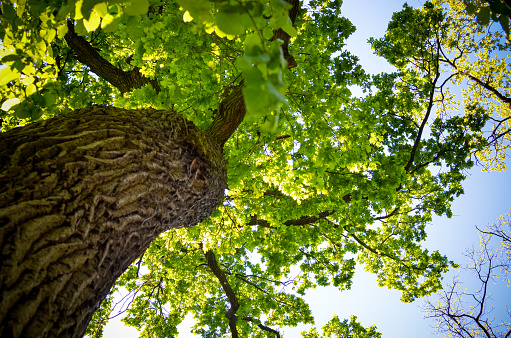 light at the top of the tree Sunlight hits leaves and stems