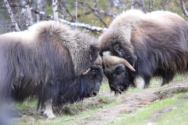 istock Musk oxEn Dovrefjell National Park Norway 823846418
