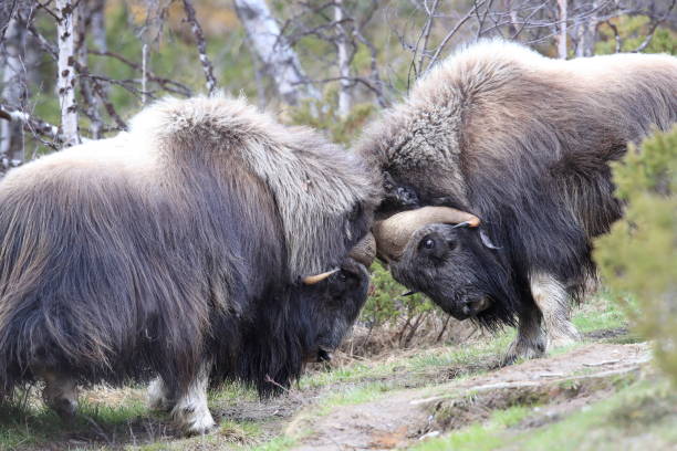 istock Musk oxEn Dovrefjell National Park Norway 823847180