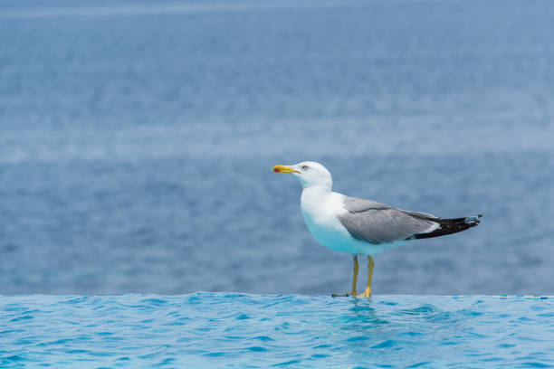 Seagull on the edge of an infinity swimming pool.