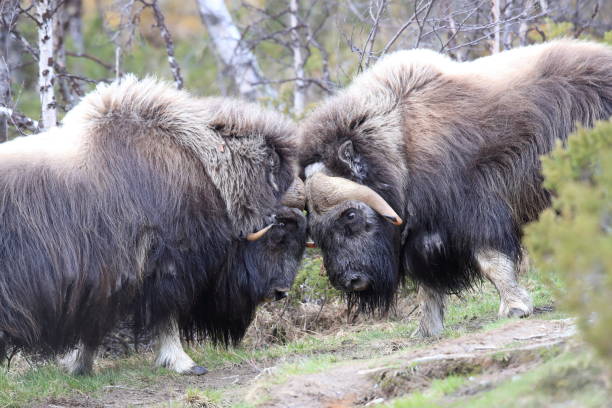 istock Musk oxEn Dovrefjell National Park Norway 823849068