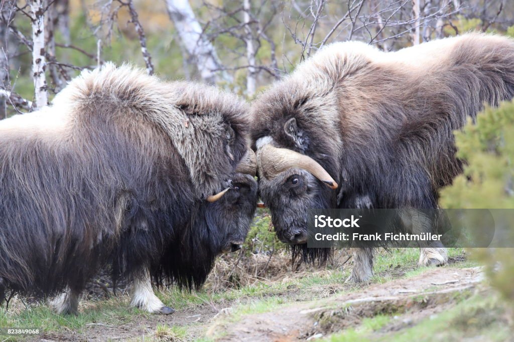 Musk Oxen Dovrefjell National Park Norway Stock Photo - Download Image Now  - Animal, Animal Wildlife, Animals In The Wild - iStock