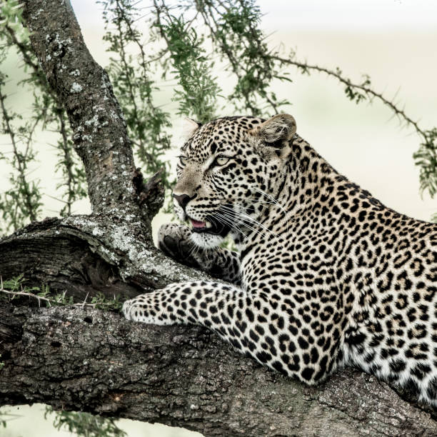 istock Leopard lying on a tree branch in Serengeti National Park 823850174