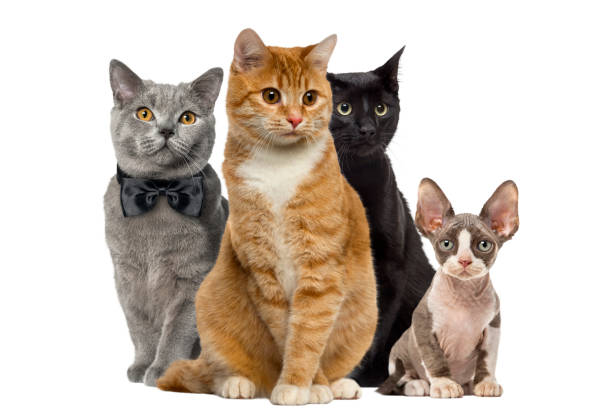 istock Group of cats sitting, isolated on white 823850192