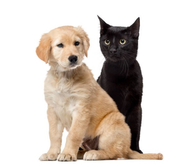istock Dog and cat sitting, isolated on white 823850292