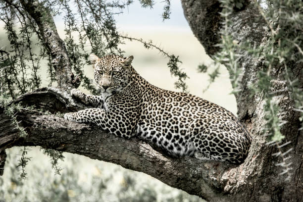 istock Leopard lying on a tree branch in Serengeti National Park 823850460