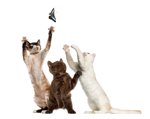 istock Cats trying to catch a butterfly, isolated on white 823850472