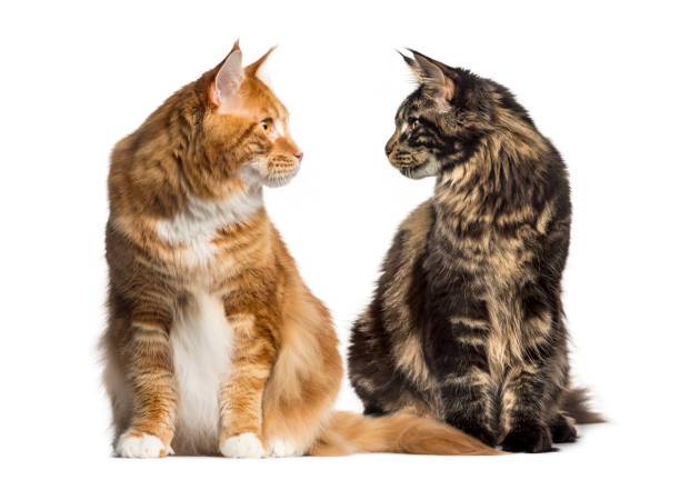 Two cats looking each other, ialosted on white