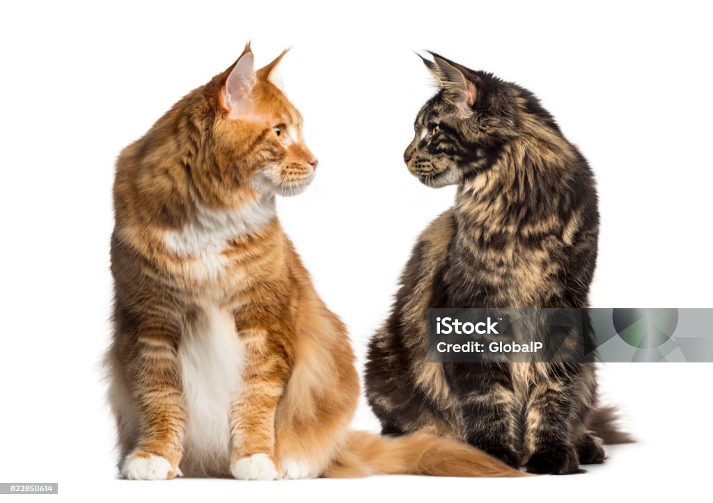 Two cats looking each other, ialosted on white Domestic Cat Stock Photo
