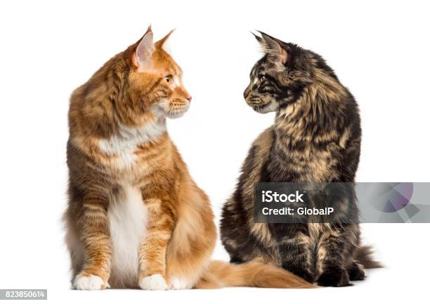 Two Cats Looking Each Other Ialosted On White Stock Photo - Download Image Now - Domestic Cat, Two Animals, Face To Face