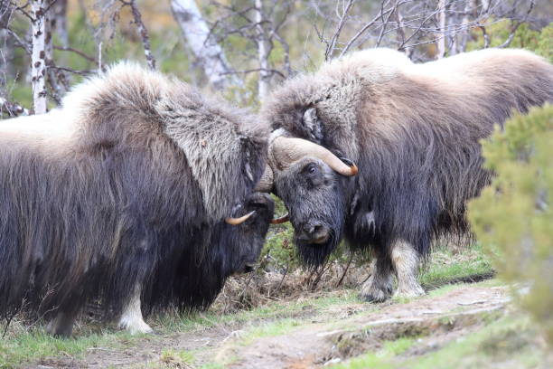 istock Musk oxEn Dovrefjell National Park Norway 823850910