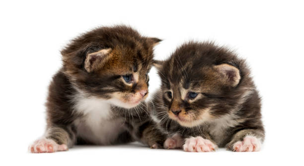 Maine coon kittens interacting isolated on white
