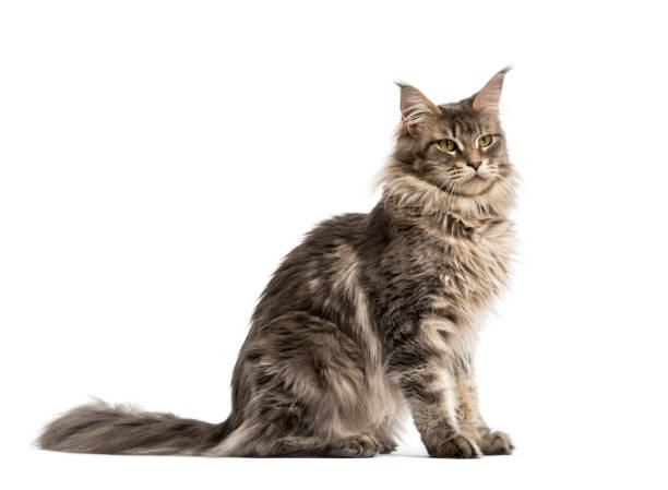 istock Side view of a Maine coon sitting isolated on white 823852770