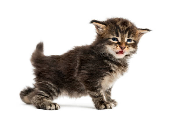 istock Side view of a Maine coon kitten isolated on white 823853434