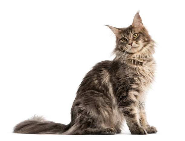 istock Side view of a Maine coon sitting isolated on white 823853498