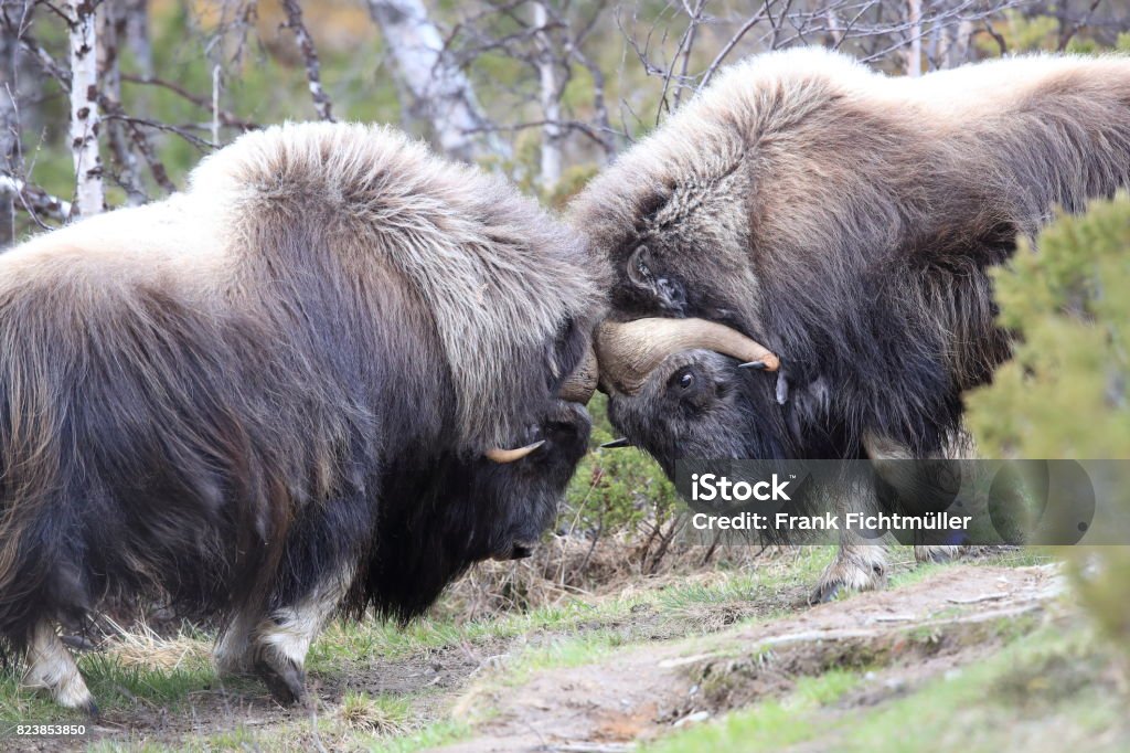 Musk Oxen Dovrefjell National Park Norway Stock Photo - Download Image Now  - Animal, Animal Wildlife, Animals In The Wild - iStock