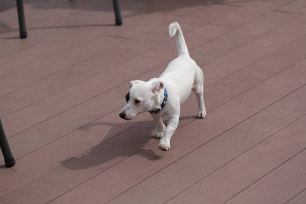 istock Walking pet on wooden floor. Close up 823854794