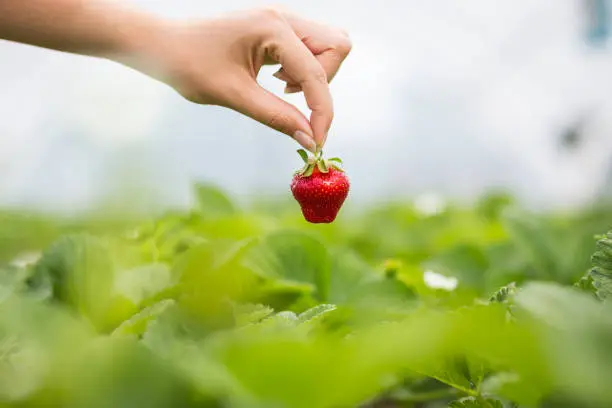 Woman holding a juicy bitten strawberry into the camera,strawberry in arm. Woman holding strawberry in hands in greenhouse,Female hand holding strawberry on blurred background,strawberry crop concept