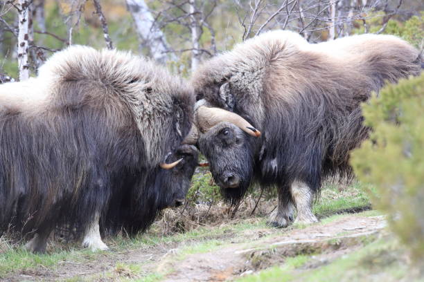 istock Musk oxEn Dovrefjell National Park Norway 823857726