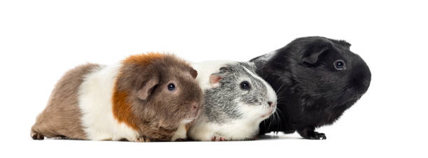 istock Three Guinea pigs, carvia porcellus, isolated on white 823857758
