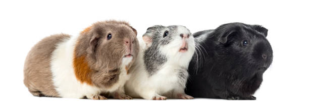 Three Guinea pigs, carvia porcellus, isolated on white