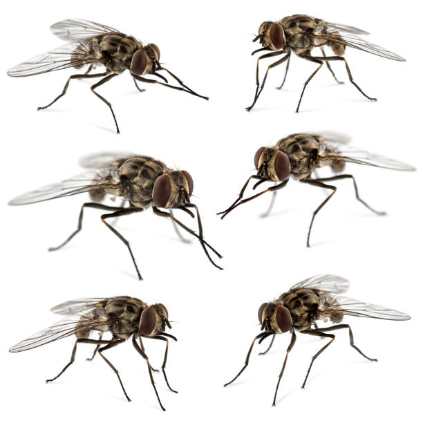 istock Collection of common houseflies , isolated on white 823857842
