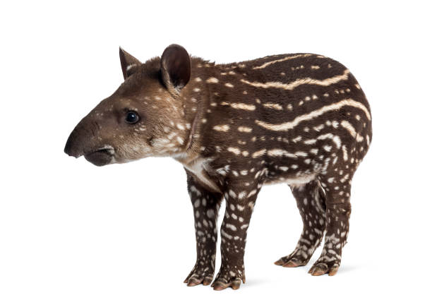 Side view of a young South american tapir, isolated on white, 41 days old Side view of a young South american tapir, isolated on white, 41 days old tapirus terrestris stock pictures, royalty-free photos & images