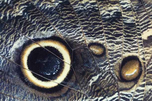 Extreme Closeup image of a butterfly