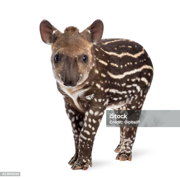 Young South American Tapir Isolated On White 41 Days Old Stock Photo - Download Image Now