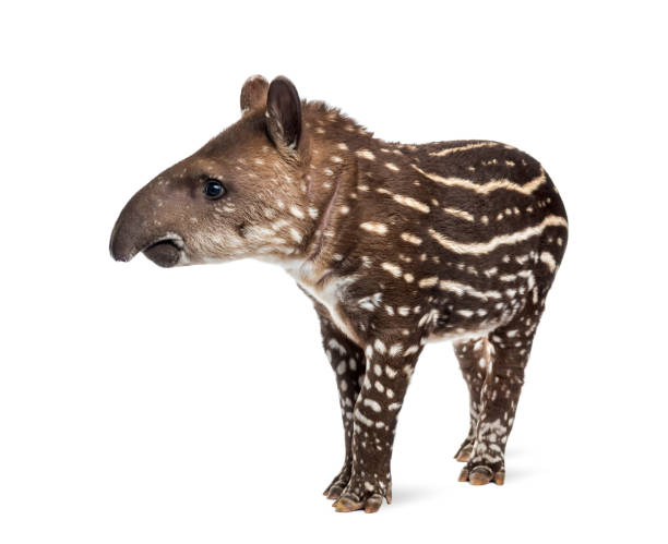 giovane tapiro sudamericano, isolato su bianco, 41 giorni - tapiro foto e immagini stock