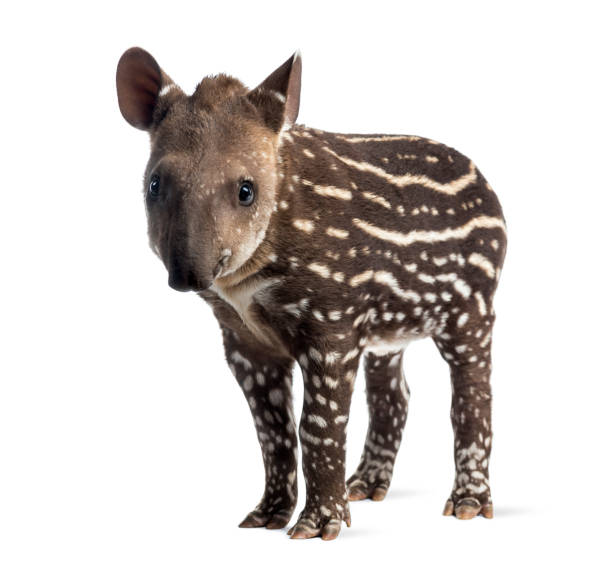 Young South american tapir, isolated on white, 41 days old Young South american tapir, isolated on white, 41 days old tapirus terrestris stock pictures, royalty-free photos & images