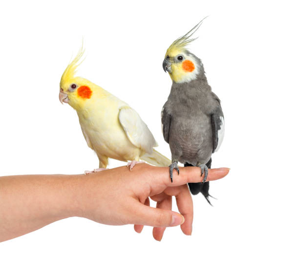 istock Two Cockatiel on human hand, isolated on white 823858600
