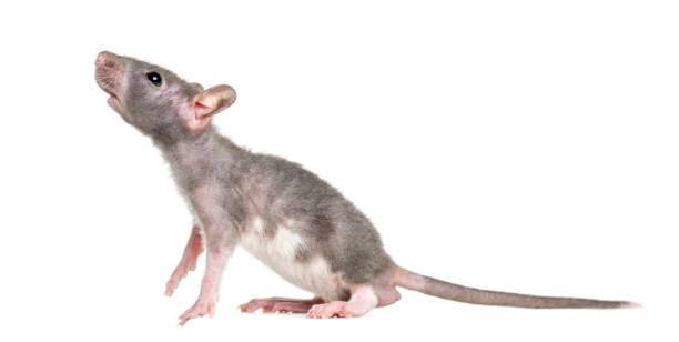 istock Young Hairless rat, isolated on white 823858608